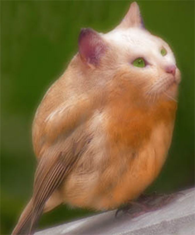 bichos11.jpg